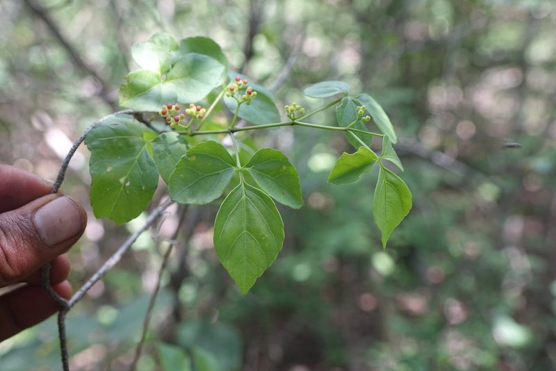 Cissus ambongensis, photographed by Romer N. Rabarijaona