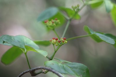 Cissus ambongensis, photographed by Romer N. Rabarijaona