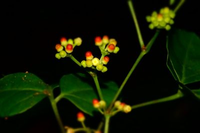 Cissus ambongensis, photographed by Romer N. Rabarijaona