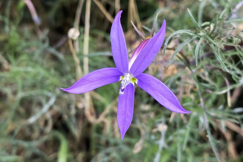 Lithotoma axillaris, photographed by Andrew Allen
