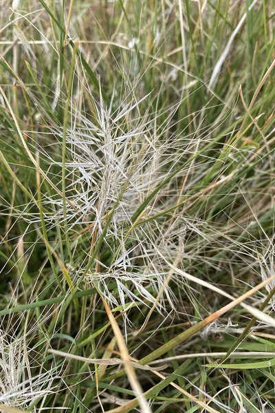 Aristida behriana, photographed by Andrew Allen
