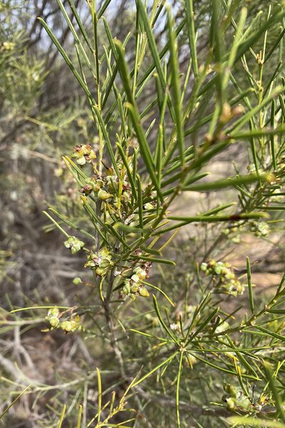 Acacia euthycarpa, photographed by Andrew Allen