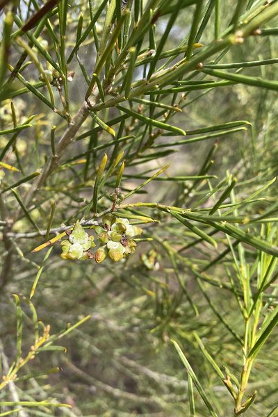 Acacia euthycarpa, photographed by Andrew Allen