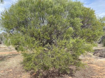 Acacia euthycarpa, photographed by Andrew Allen