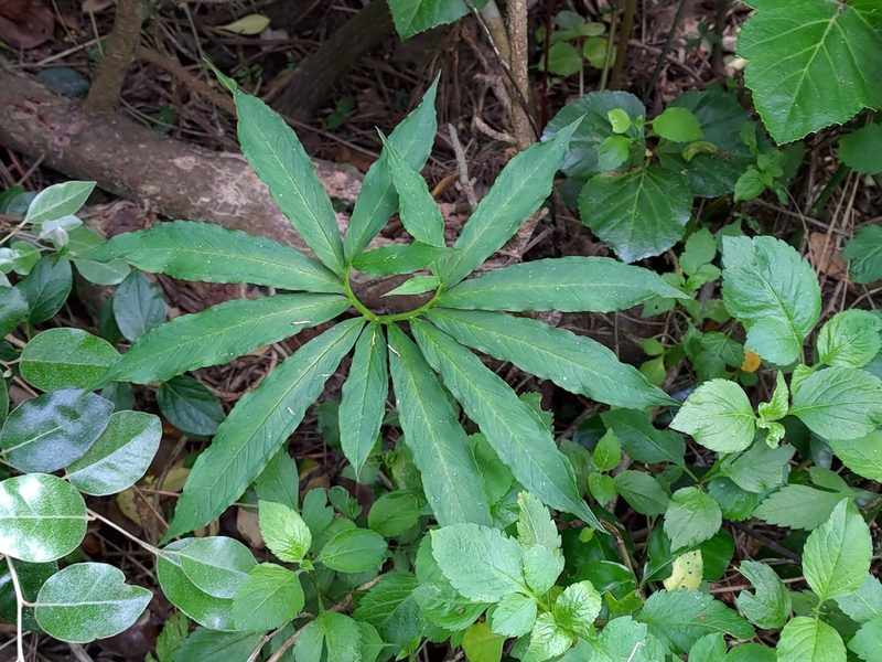 Arisaema heterophyllum, photographed by koala0090