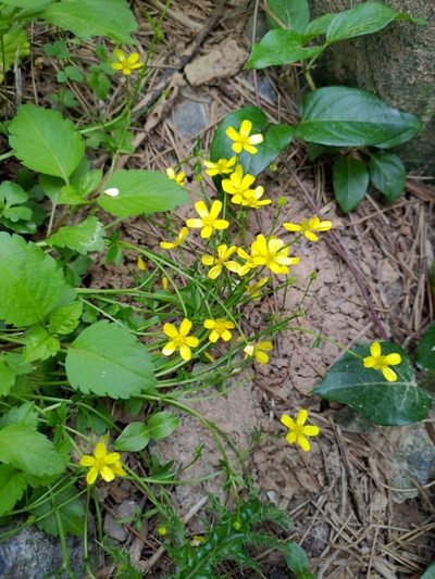Ranunculus ternatus, photographed by koala0090