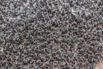 Grimmia laevigata, photographed by Andrew Allen