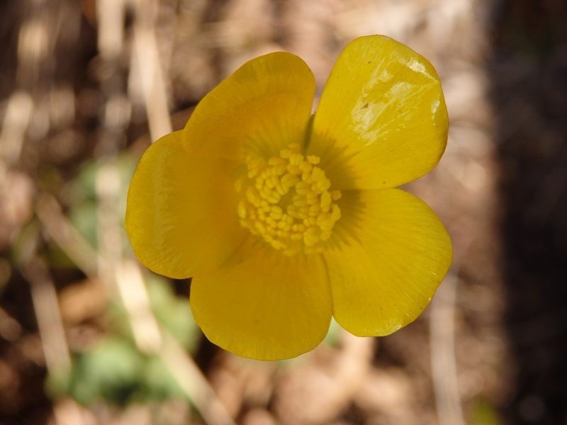 Ranunculus nigrescens, photographed by Carminda Santos