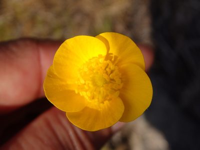 Ranunculus paludosus, photographed by Carminda Santos