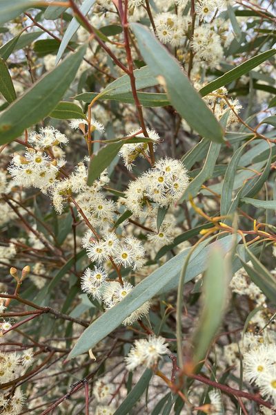 Eucalyptus polybractea, photographed by Andrew Allen