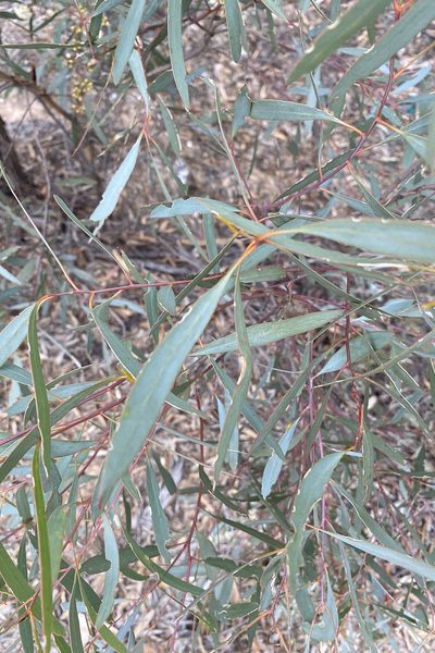 Eucalyptus polybractea, photographed by Andrew Allen