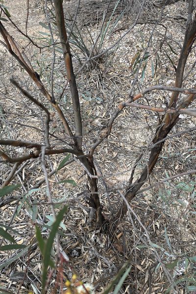 Eucalyptus polybractea, photographed by Andrew Allen