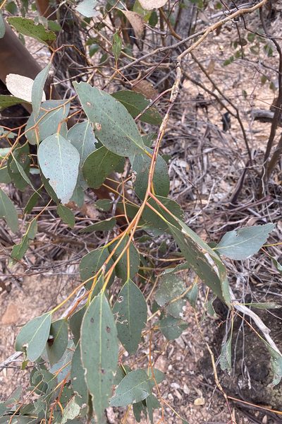 Eucalyptus behriana, photographed by Andrew Allen