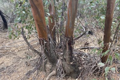Eucalyptus behriana, photographed by Andrew Allen
