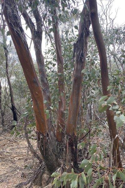 Eucalyptus behriana, photographed by Andrew Allen