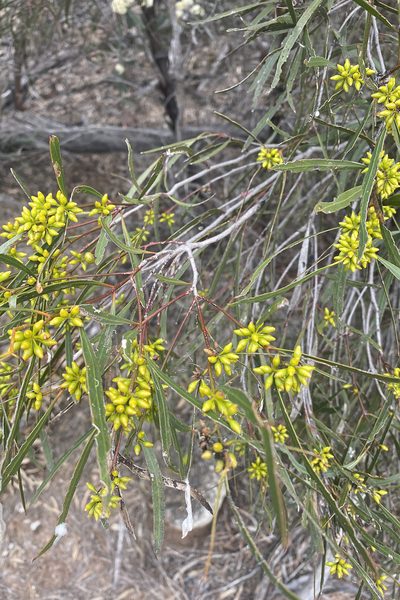 Eucalyptus viridis, photographed by Andrew Allen