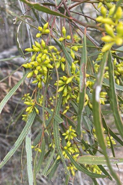 Eucalyptus viridis, photographed by Andrew Allen