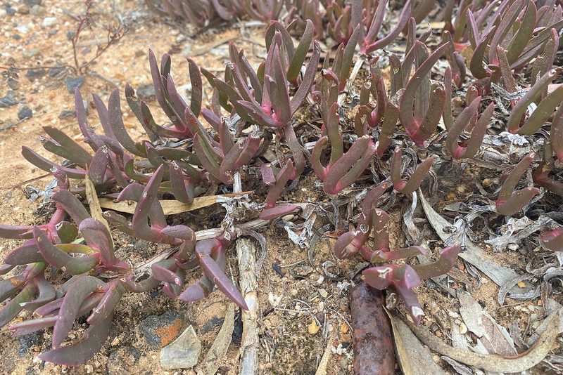 Carpobrotus modestus, photographed by Andrew Allen