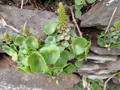 Umbilicus rupestris, photographed by John Hepburn
