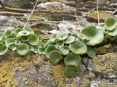 Umbilicus rupestris, photographed by John Hepburn