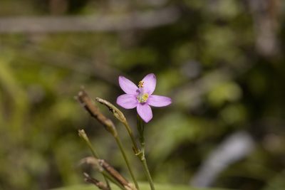 Centaurium erythraea, photographed by Hayden Jones