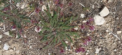 Astragalus monspessulanus, photographed by Samuel GUIRAUDOU