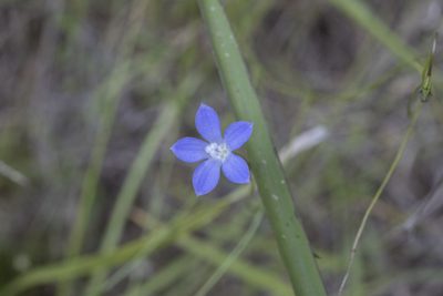 Wahlenbergia violacea, photographed by Hayden Jones