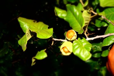 Perrierodendron boinense, photographed by Romer N. Rabarijaona