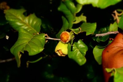 Perrierodendron boinense, photographed by Romer N. Rabarijaona