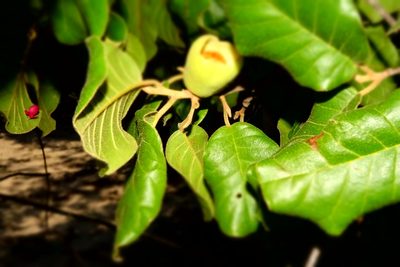 Perrierodendron boinense, photographed by Romer N. Rabarijaona