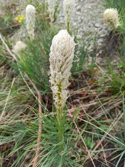 Asphodeline taurica, photographed by Елена Смирнова
