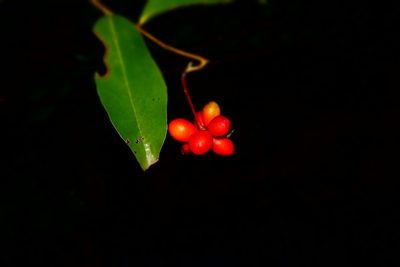 Artabotrys madagascariensis, photographed by Romer N. Rabarijaona
