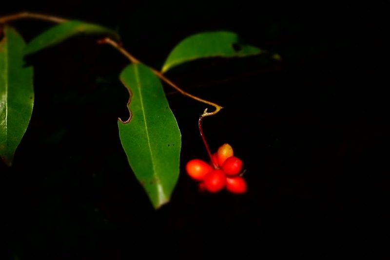 Artabotrys madagascariensis, photographed by Romer N. Rabarijaona
