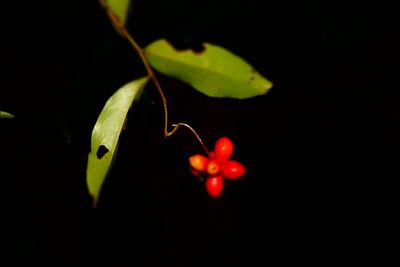 Artabotrys madagascariensis, photographed by Romer N. Rabarijaona