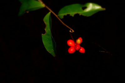 Artabotrys madagascariensis, photographed by Romer N. Rabarijaona