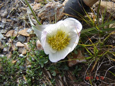 Colchicum melanthioides, photographed by marius
