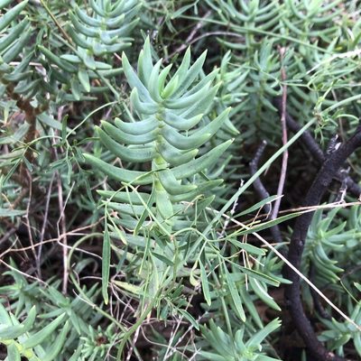 Crassula tetragona, photographed by James K. Douch