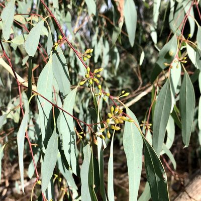 Eucalyptus melliodora, photographed by James K. Douch