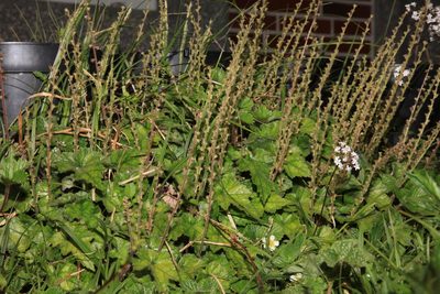 Asimitellaria formosana, photographed by Lin Scott