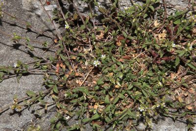 Cerastium morrisonense, photographed by Lin Scott
