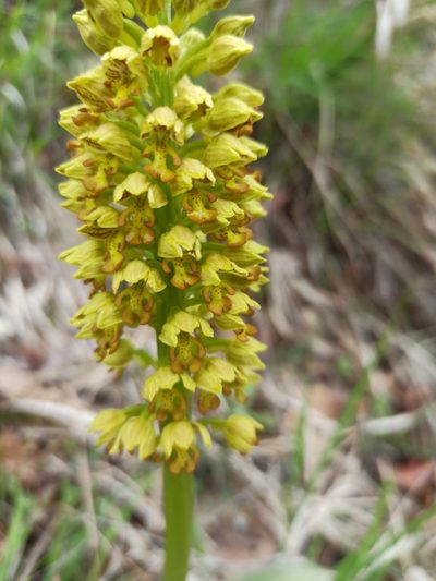 Orchis punctulata, photographed by Елена Смирнова