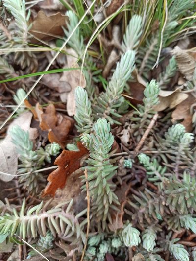 Petrosedum orientale, photographed by Елена Смирнова