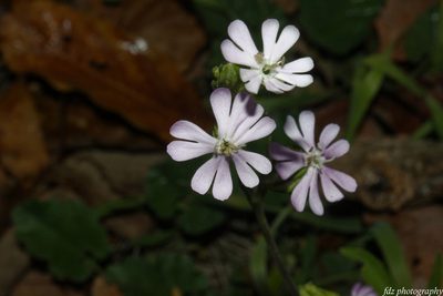 Silene colorata, photographed by davidfdz_b82