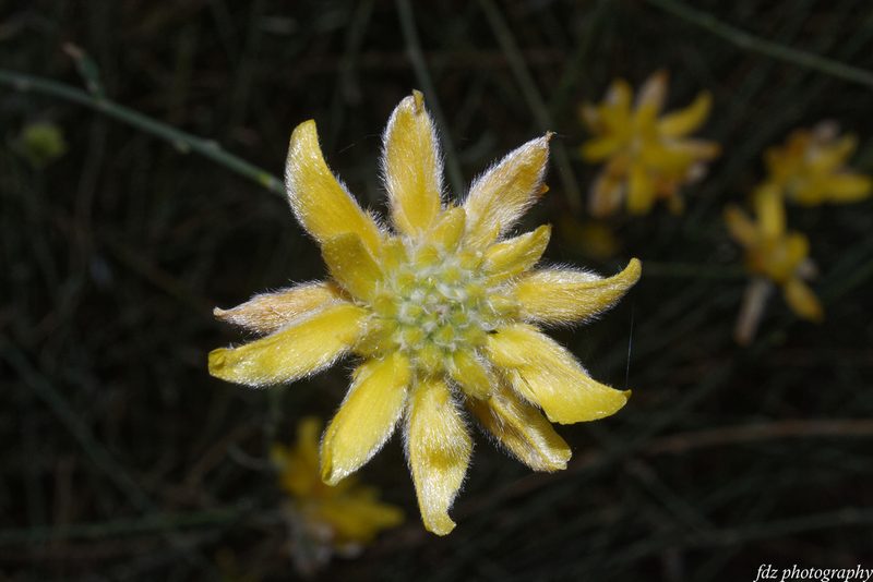 Genista umbellata, photographed by davidfdz_b82