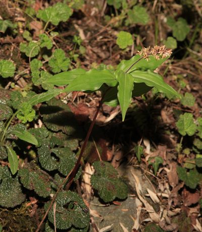 Maianthemum formosanum, photographed by Lin Scott