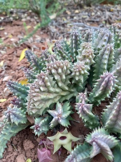 Huernia thuretii, photographed by Christiaan Viljoen