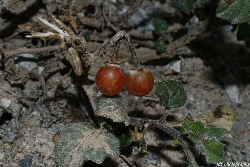 Solanum villosum, photographed by davidfdz_b82