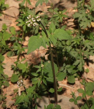 Valeriana flaccidissima, photographed by Lin Scott