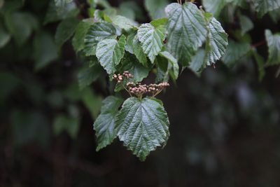 Viburnum betulifolium, photographed by Lin Scott