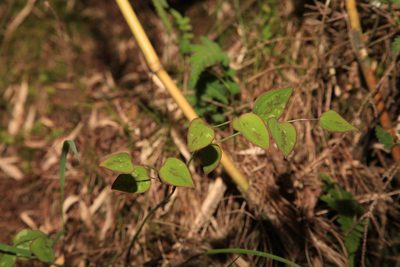 Smilax vaginata, photographed by Lin Scott